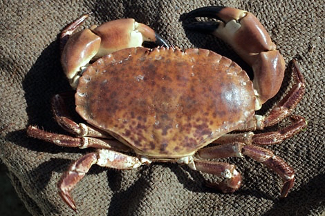 Wells crab house, Wells-Next-The-Sea